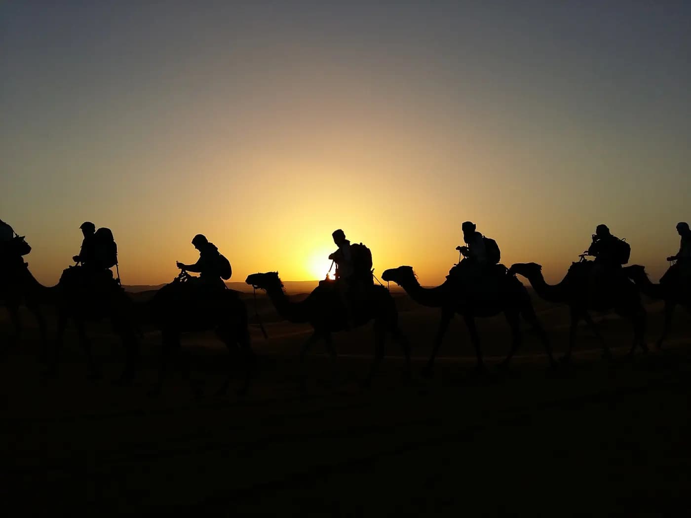 Dromadaire au coucher du soleil, Palmeraie de Marrakech